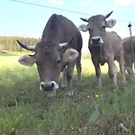 Erlebnis * Jungholz