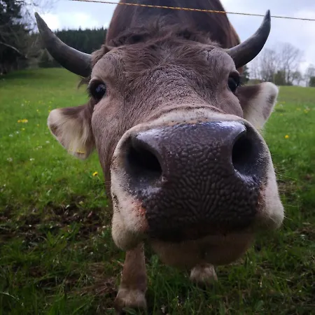 Erlebnis Apartment Jungholz