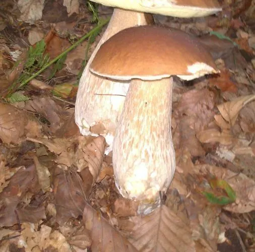 Erlebnis *